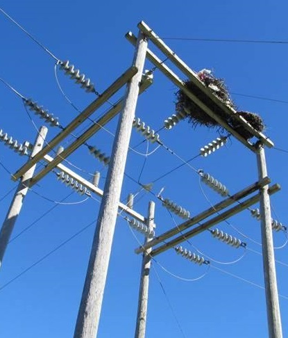 Osprey Nest On Power Lines
